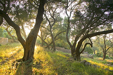 Evening light shining through olive trees, Paxos, Ionian Islands, Greek Islands, Greece, Europe