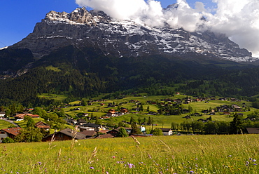 Spring alpine flower meadow and chalets, Grindelwald, Bern, Switzerland, Europe