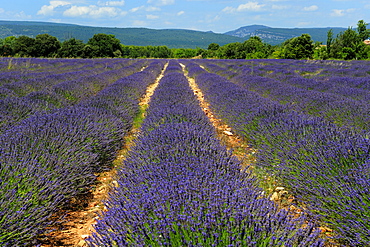 Lavender fields around Roussillon, Parc Naturel Regional du Luberon, Vaucluse, Provence, France, Europe