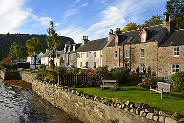 Palm type trees at Plockton village, Highlands, Scotland, United Kingdom, Europe 