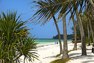 Palm trees, Bwejuu Beach, Zanzibar, Tanzania, Indian Ocean, East Africa, Africa