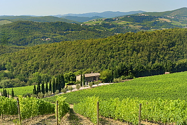 Vineyard and olive grove, Pian D'Albola, Radda in Chianti, Siena Province, Tuscany, Italy, Europe