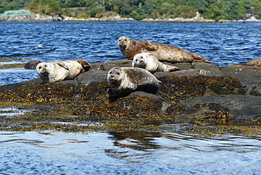 Seals basking on rocks near Garinish Island, Shrone, Beara Peninsular, Wild Atlantic Way, County Cork, Munster, Republic of Ireland, Europe