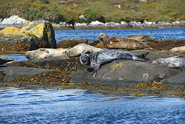 Seals basking on rocks near Garinish Island, Shrone, County Cork, Munster, Republic of Ireland, Europe