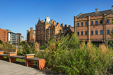 Wild planting which is part of Sheffield's 'Grey to Green' initiative, looking towards Royal Exchange Buildings and Castle house which were built in 1900 as a veterinary surgery, dogs home, shops and flats, Blonk Street, Castle Gate Quarter,