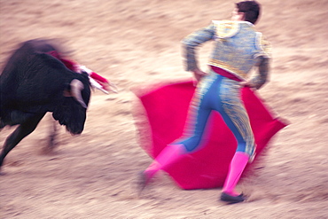 Young bulls (novillos) in the main square of the village used as the Plaza de Toros, Chinchon, Comunidad de Madrid, Spain, Europe