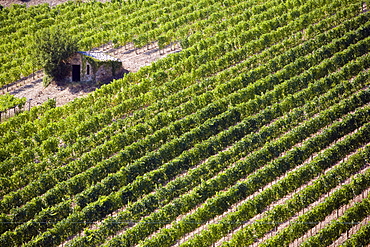 Vineyard, Montalcino, Val d'Orcia, Tuscany, Italy, Europe