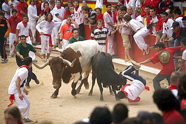 Running of the bulls, San Fermin festival, Plaza de Toros, Pamplona, Navarra, Euskadi, Spain, Europe