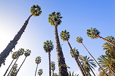 Majorelle Gardens, Marrakesh, Morocco, North Africa, Africa