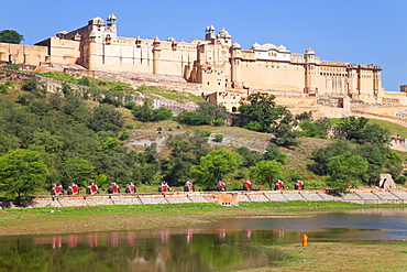 Elephants taking tourists to the Amber Fort near Jaipur, Rajasthan, India, Asia