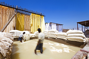 Washing fabric in a bleaching pool, Sari garment factory, Rajasthan, India, Asia