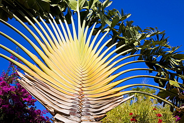 Detail of Traveller's Palm, Basseterre, St. Kitts, Leeward Islands, West Indies, Caribbean, Central America