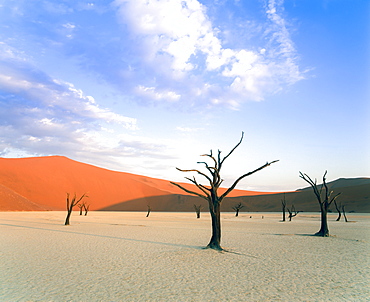 Dead trees and orange sand dunes, Dead Vlei, Sossusvlei dune field, Namib-Naukluft Park, Namib Desert, Namibia, Africa 