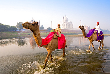 Man and boy riding camels in the Yamuna River in front of the Taj Mahal, UNESCO World Heritage Site, Agra, Uttar Pradesh, India, Asia