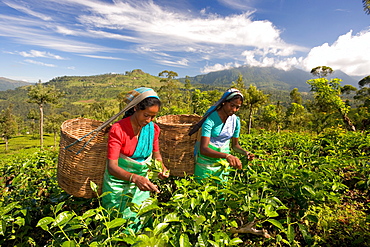 Women picking tea on Tea Plantation, Nuwara Eliya, Hill Country, Sri Lanka, Asia 