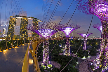 Supertrees at Gardens by the Bay, illuminated at night, Singapore, Southeast Asia, Asia