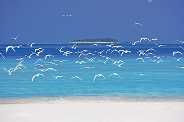 Sea gulls and resort, the Maldives, Indian Ocean