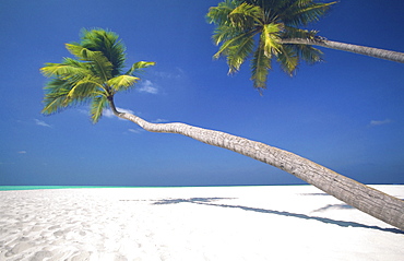 Palm trees, Maldives, Indian Ocean, Asia