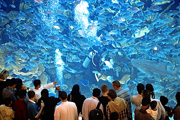 The Dubai Mall Aquarium, Dubai, United Arab Emirates, Middle East