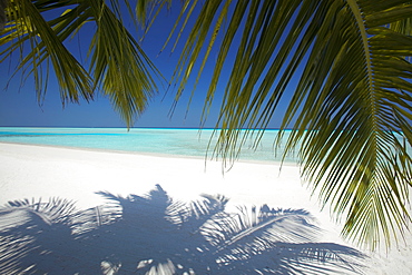 Tropical beach, Maldives, Indian Ocean, Asia