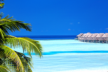 Palm tree and lagoon, Resort in Maldives, Indian Ocean, Asia