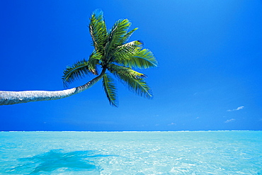 Palm tree overhanging the sea, Male Atoll, Maldives, Indian Ocean, Asia