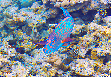 Parrotfish in lagoon, The Maldives, Indian Ocean, Asia