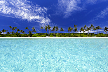 Tropical beach and palm trees, The Maldives, Indian Ocean, Asia