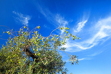 Olive tree with olives, Greece, Europe