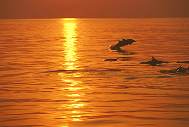 Dolphins swimming at sunset, Maldives, Indian Ocean, Asia