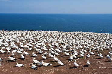 Northern gannet colony, Ile Bonaventure offshore of Perce, Quebec, Canada, North America