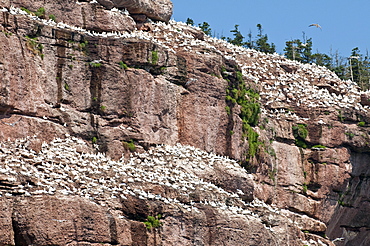 Northern gannet colony, Ile Bonaventure offshore of Perce, Quebec, Canada, North America