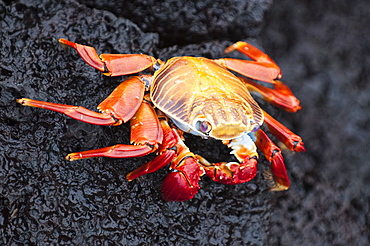 Sally lightfoot crab (Grapsus grapsus), Cormorant Point, Isla Santa Maria (Floreana Island), Galapagos Islands, Ecuador, South America