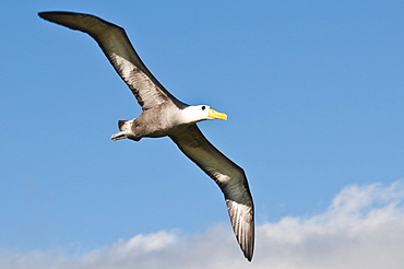 Waved albatross (Phoebastria irrorata), Suarez Point, Isla Espanola (Hood Island), Galapagos Islands, Ecuador, South America