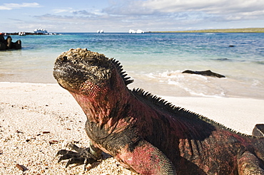 Marine iguana (Amblyrhynchus cristatus), Suarez Point, Isla Espanola (Hood Island), Galapagos Islands, UNESCO World Heritage Site, Ecuador, South America