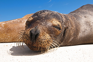 Galapagos sea lion (Zalophus wollebaeki), Gardner Bay, Isla Espanola (Hood Island), Galapagos Islands, UNESCO World Heritage Site, Ecuador, South America