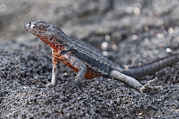 Lava lizard (Microlophus albemarlensis), Espinosa Point, Isla Fernandina (Fernandina Island), Galapagos Islands, UNESCO World Heritage Site, Ecuador, South America