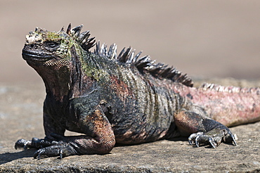 Marine iguana, Port Egas (James Bay) Isla Santiago (Santiago Island), Galapagos Islands, Ecuador, South America