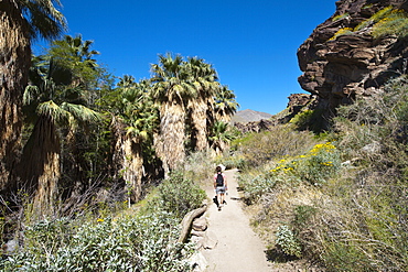 Hiking in Andreas Canyon, Indian Canyons, Palm Springs, California, United States of America, North America