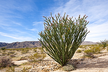 Ocotillo (Fouquieria splendens), Joshua Tree National Park, California, United States of America, North America