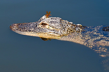 American alligator (Alligator mississippiensis), Everglades, UNESCO World Heritage Site, Florida, United States of America, North America