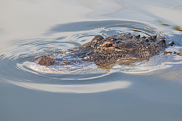 American alligator (Alligator mississippiensis), Everglades, UNESCO World Heritage Site, Florida, United States of America, North America