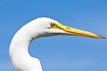 Great egret (Ardea alba), Everglades, Florida, United States of America, North America