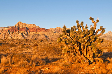 Red Rock Canyon outside Las Vegas, Nevada, United States of America, North America