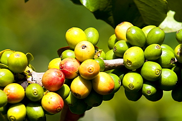 Coffee growing, Santiago Atitlan, Guatemala, Central America