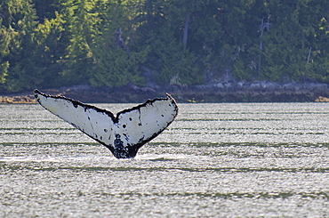 Humpback whales in Quatsino Sound, Port Alice, Vancouver Island, British Columbia, Canada, North America 