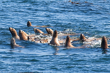 Steller sea lion (northern sea lion) (Eumetopias jubatus) colony outside Prince Rupert, British Columbia, Canada, North America 