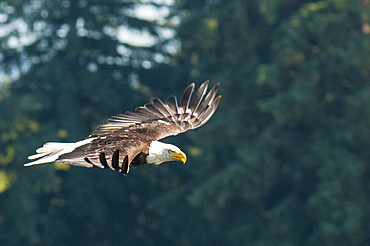 Bald eagle (Haliaeetus leucocephalus) near Prince Rupert, British Columbia, Canada, North America 