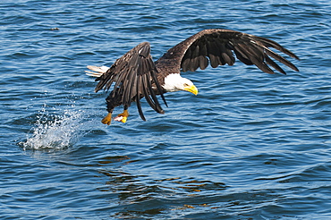 Bald eagle (Haliaeetus leucocephalus) near Prince Rupert, British Columbia, Canada, North America 