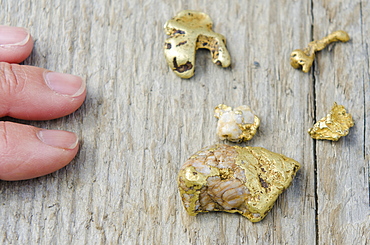 Gold nuggets in Wells, British Columbia, Canada, North America 